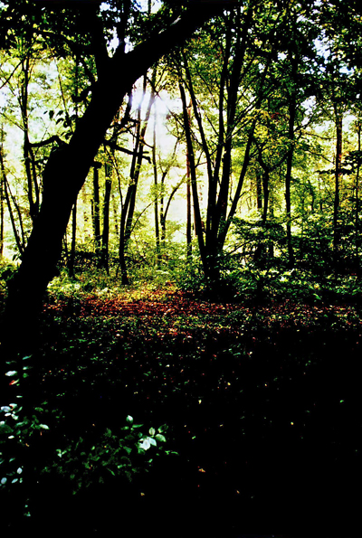 Wald